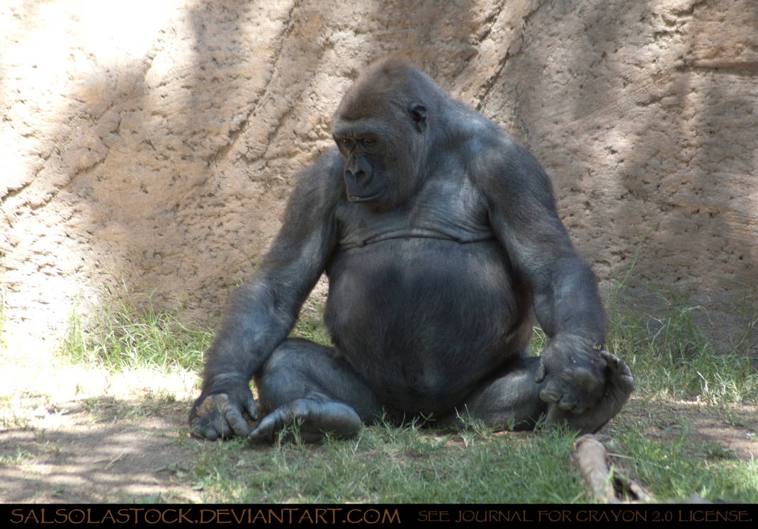 Gorilla 07 by SalsolaStock