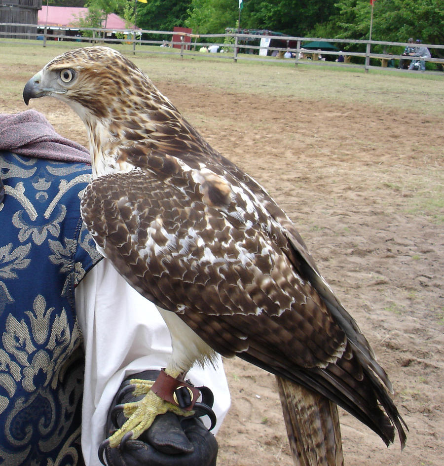 Red Tailed Hawk