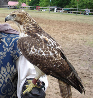 Red Tailed Hawk