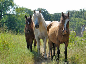 Gandolf with mares