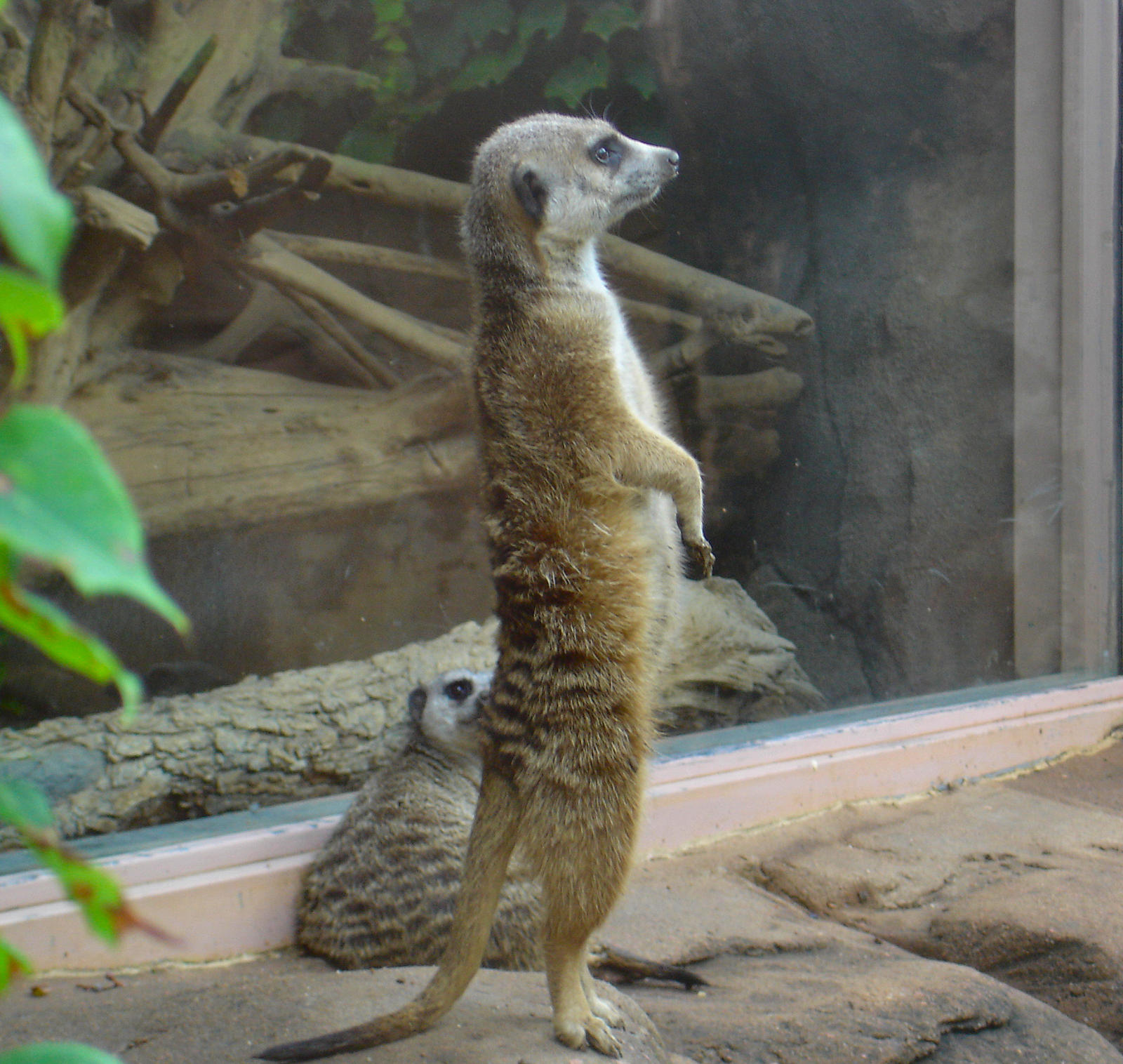 Meercat