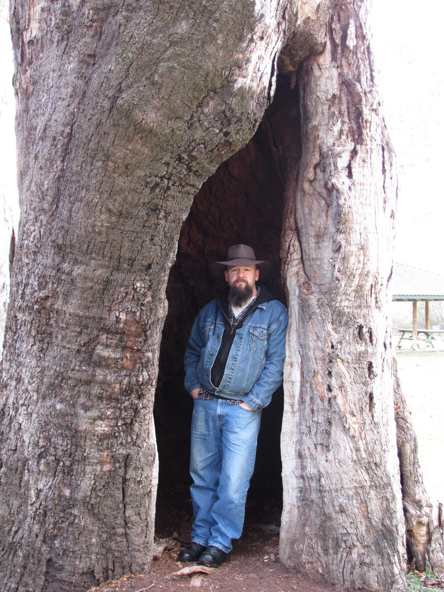 In a Gum Tree