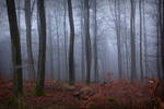 Foggy Forest 01