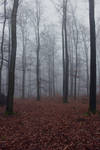 Foggy Forest 04