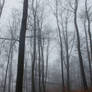 Foggy Forest 16