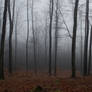 Foggy Forest 13