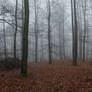 Foggy Forest 12