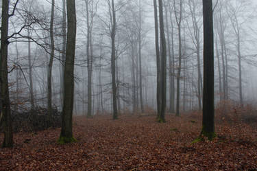 Foggy Forest 12