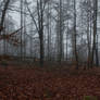 Foggy Forest 11