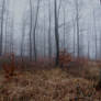 Foggy Forest 31