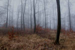 Foggy Forest 31