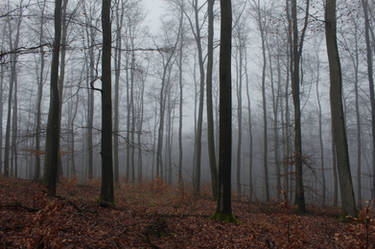 Foggy Forest 30