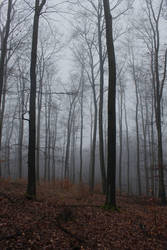 Foggy Forest 29