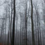 Foggy Forest 28