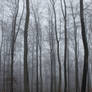 Foggy Forest 27