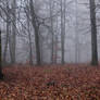 Foggy Forest 26