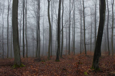 Foggy Forest 25