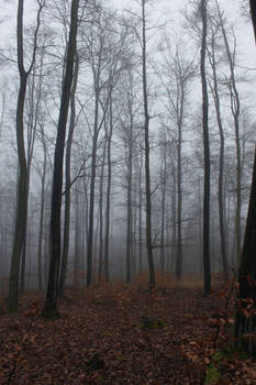 Foggy Forest 24