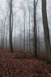 Foggy Forest 23