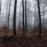 Foggy Forest 22