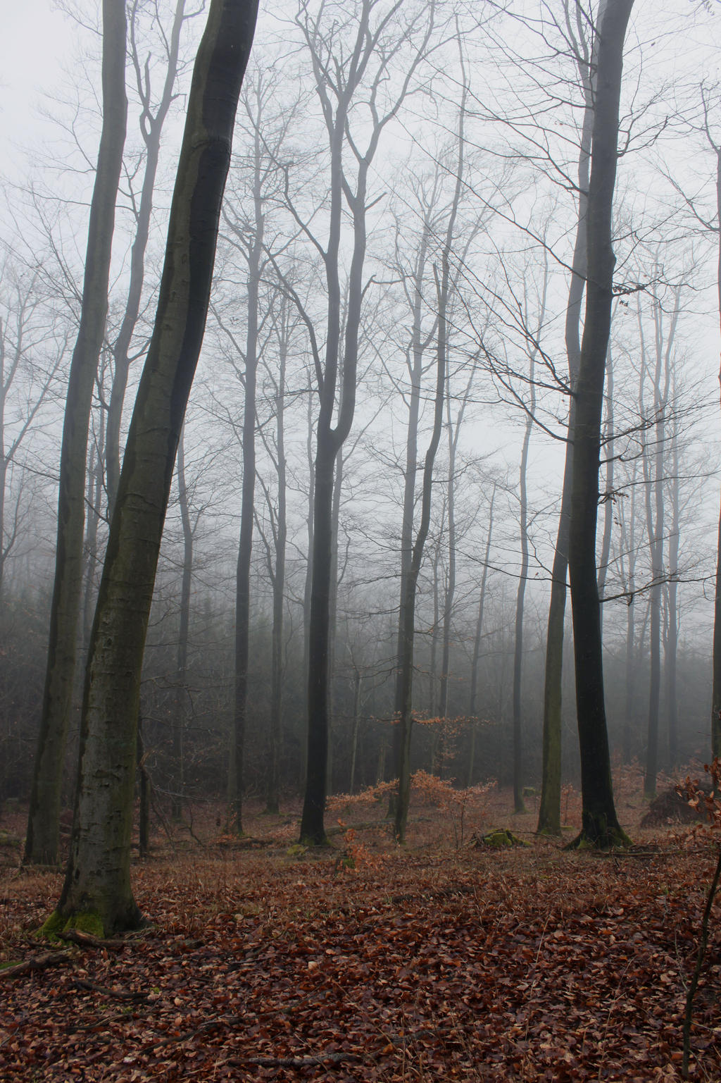 Foggy Forest 21