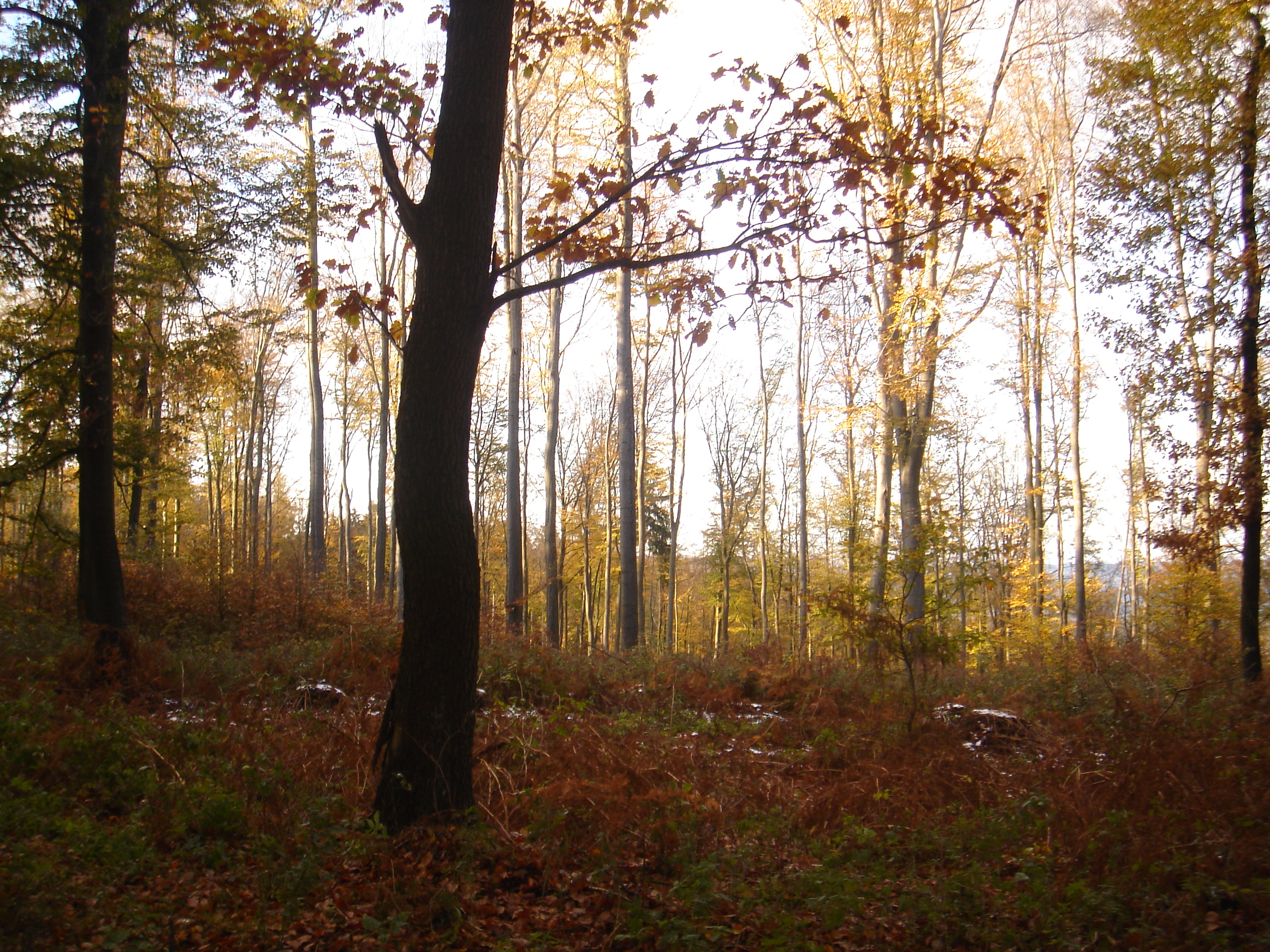 autumn forest 3