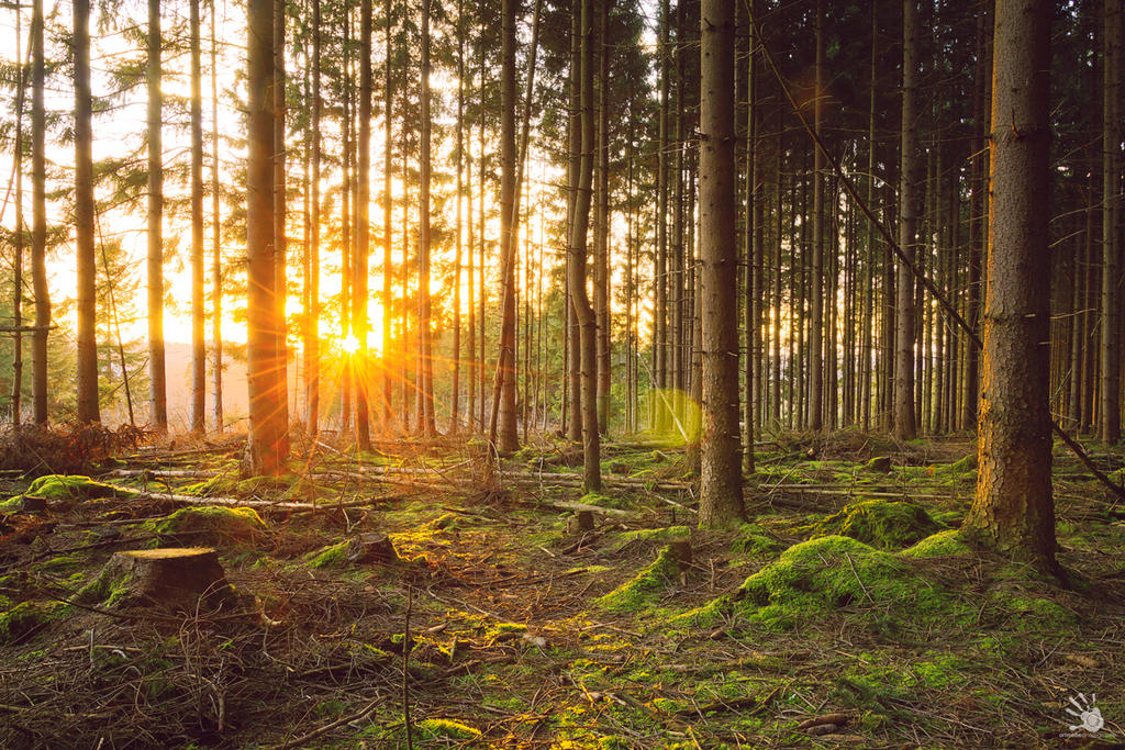 sunset in the woods