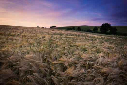 golden fields