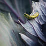 caterpillar 1