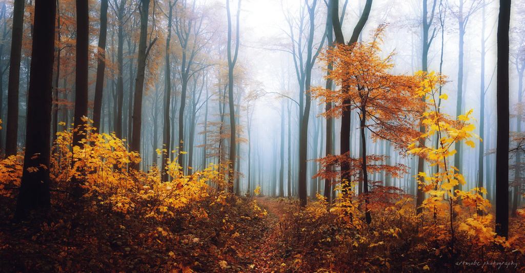 autumn forest