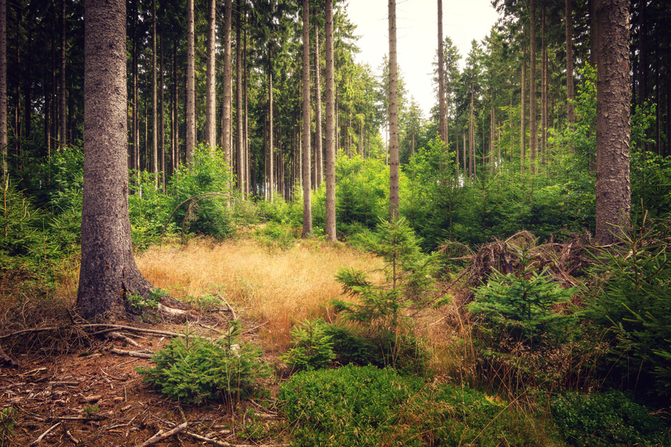 summer forest