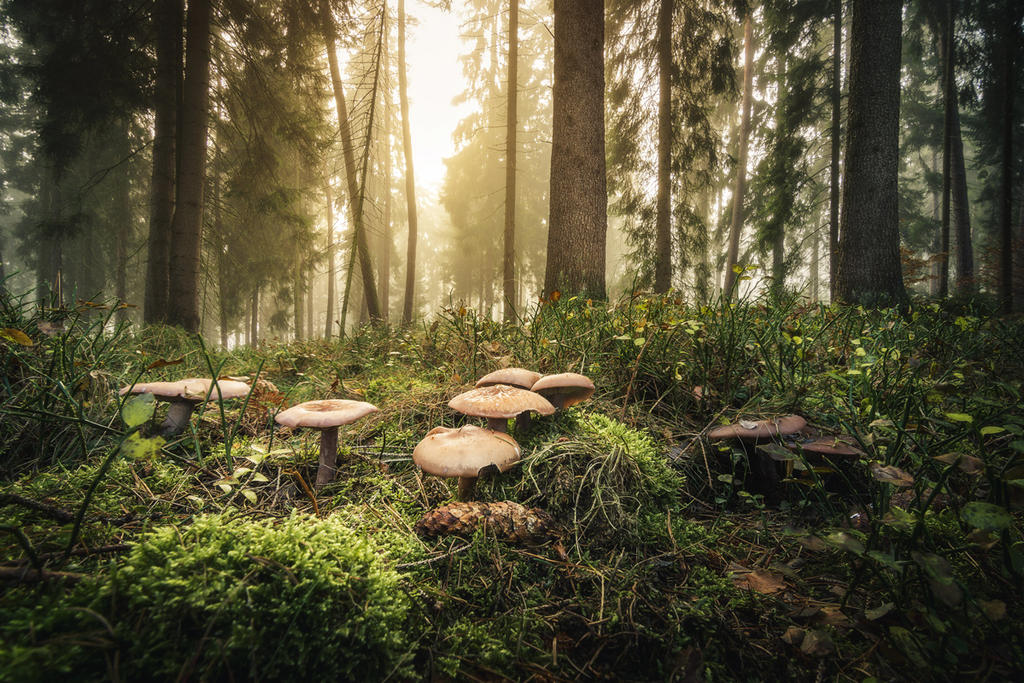 Magic Mushrooms by artmobe