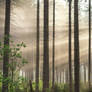 forest rays