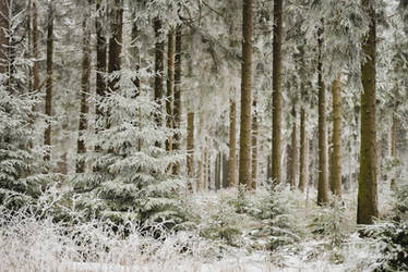 White Forest 1 by artmobe
