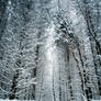 Snowy Forest