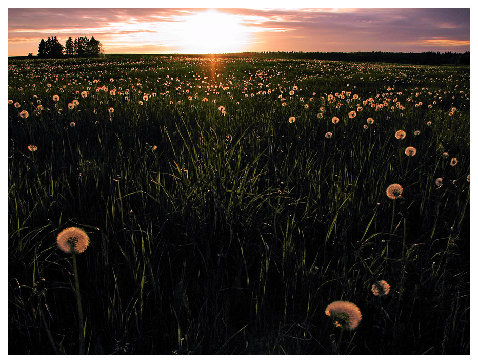 Field Of Dreams