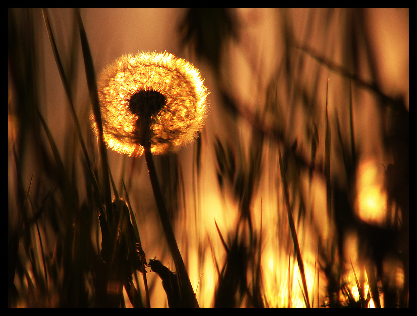 Fire Dandelion