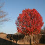 Fall tree.