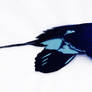 Wire Tailed Swallow