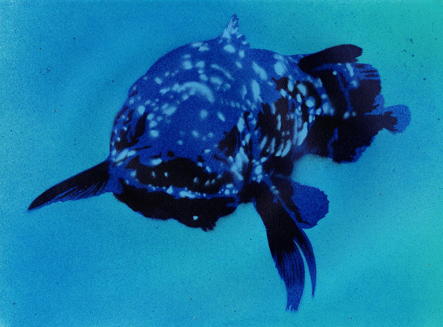 Coelacanth