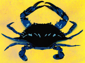 Atlantic Blue Crab