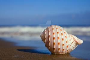 Seashell on the Seashore by Spanishalex