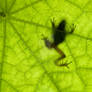 Treefrog Silhouette