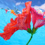 Underwater Hibiscus 2