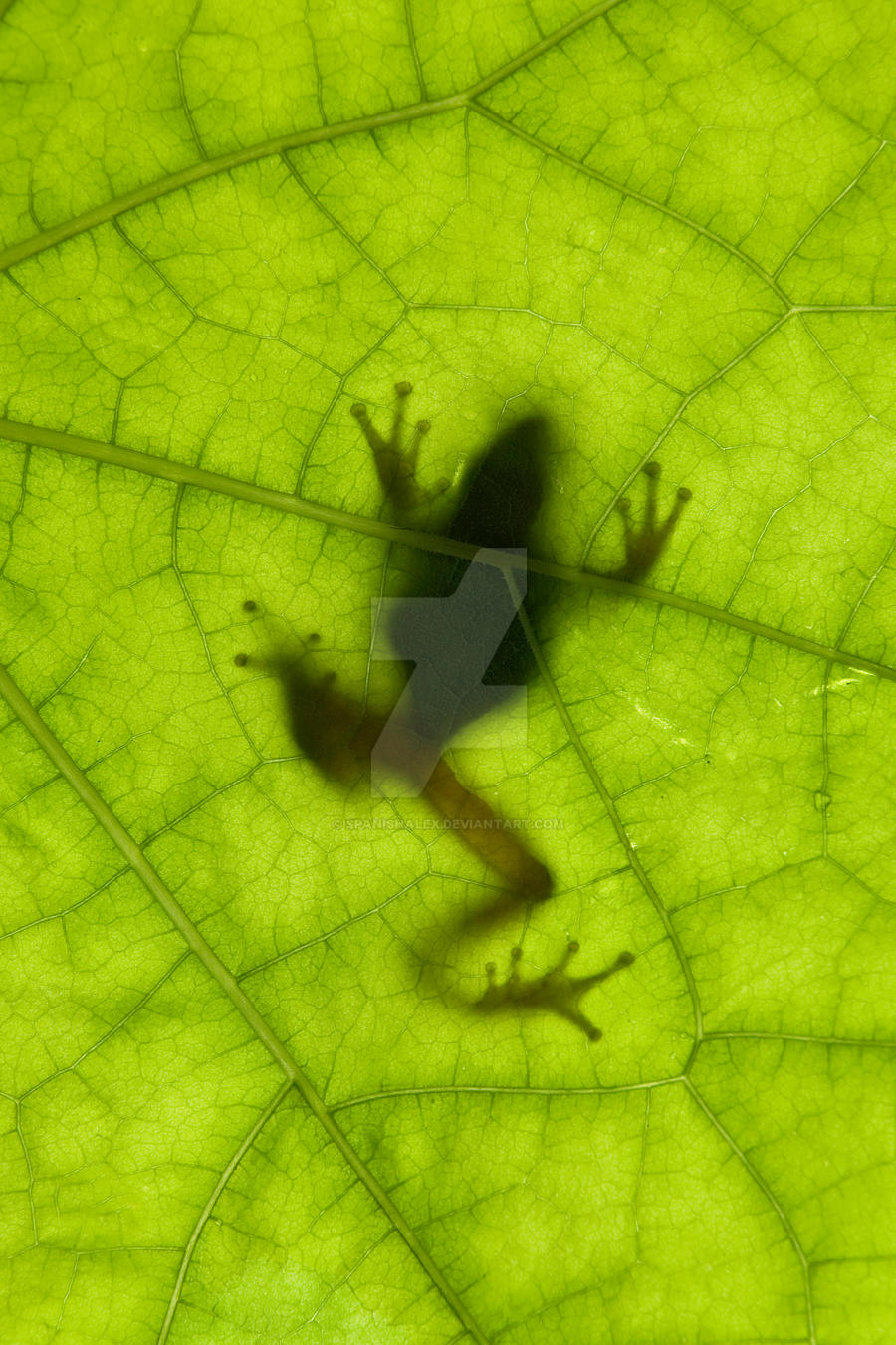 Tree Frog Silhouette