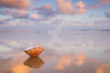 Dawn Seashell 2