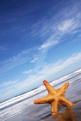 Starfish and The Sea