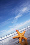 Starfish and The Sea by Spanishalex