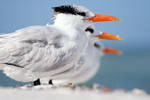 Terns in a Line by Spanishalex