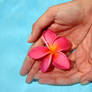 Hands and Flower